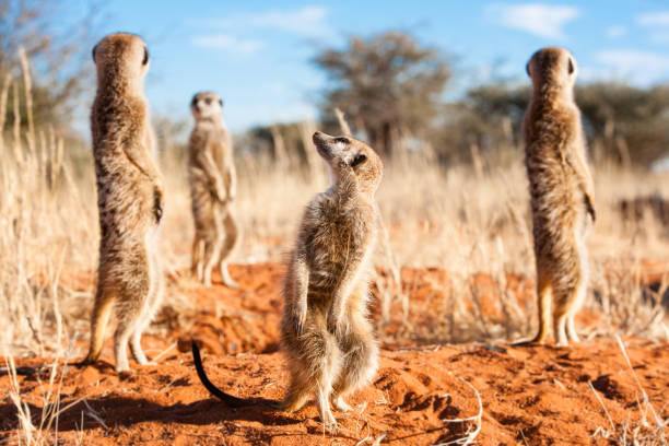 istock Group of meerkats 945636244