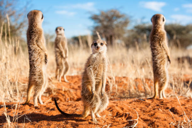 istock Group of meerkats 945636382
