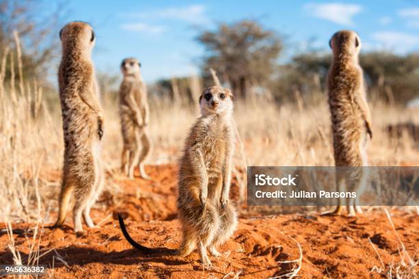 Group Of Meerkats Stock Photo - Download Image Now - Meerkat, Cute, Kalahari Desert