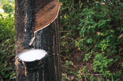 White latex liquid extracted from rubber tree on the thai farmland, Krabi province, Thailand