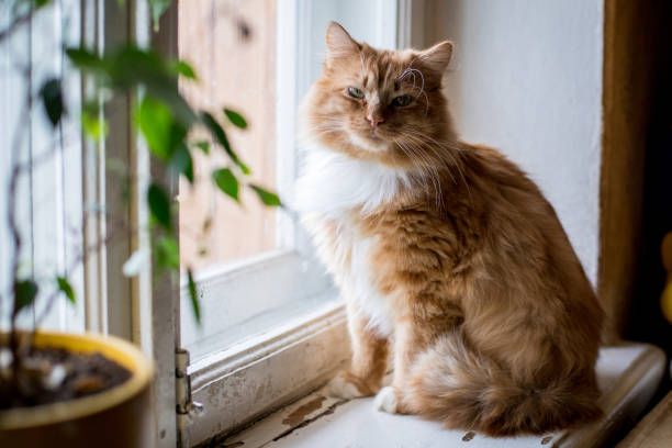 istock Cute funny fluffy red cat sitting on the window 945640036