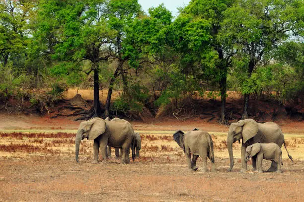 Photo of Family herd of elephants n the dry dusty bush in Mfuwe South Luangwa National Park, Zambia
