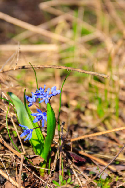 istock Blue scilla flower (Scilla bifolia) or Squill in forest on spring 945647336