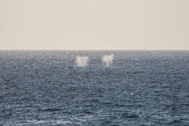 Two Whale Spouts in Cabo San Lucas, Los Cabos, Mexico.