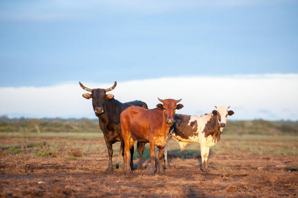 Nguni Cattle in Kwazulu Natal, South Africa Local Zulu cattle on open floodplain in Maputaland nguni cattle stock pictures, royalty-free photos & images