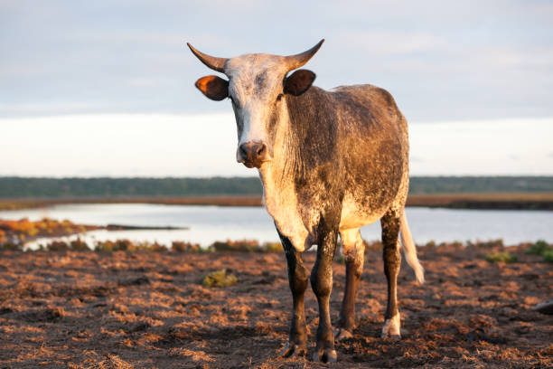 Nguni Cattle in Kwazulu Natal, South Africa Local Zulu cattle on open floodplain in Maputaland nguni cattle stock pictures, royalty-free photos & images