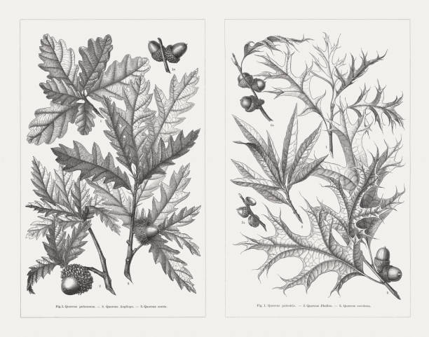 illustrazioni stock, clip art, cartoni animati e icone di tendenza di downy-, valonia-, austrian-, pin-, willow-, scarlet-oak, incisioni in legno, pubblicato nel 1897 - acorn oak oak tree leaf