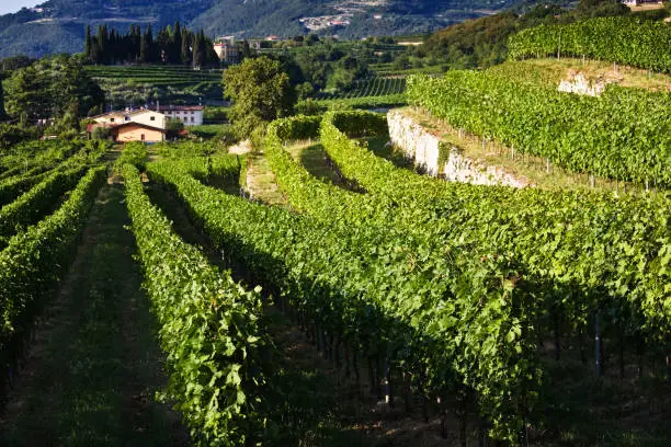 Landscape of the Veneto region, Valpolicella area, Italy