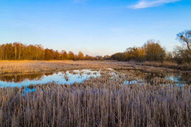 istock Cane thicket at sunset on the lake. Warm spring landscape 945667790