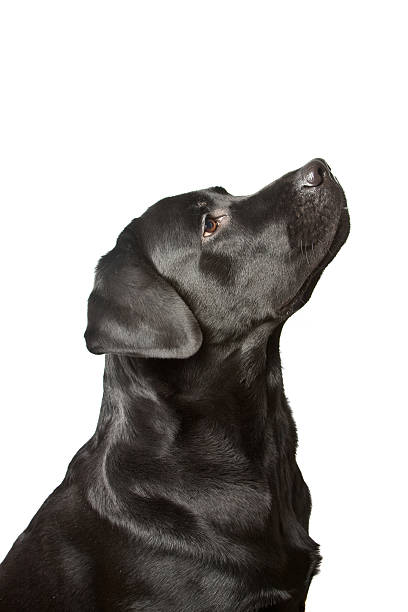 istock The dog black labrador looks upwards. isolated on white 94567046