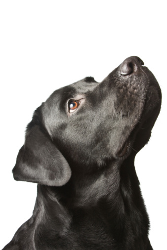 black Labrador in front of a white background.