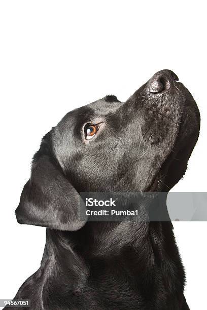 The Dog Black Labrador Looks Upwards Isolated On White Stock Photo - Download Image Now