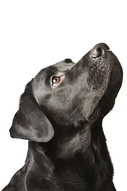 Photo of The dog black labrador looks upwards. isolated on white