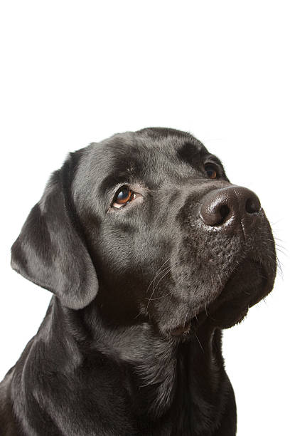 istock The dog black labrador isolated on white 94567058