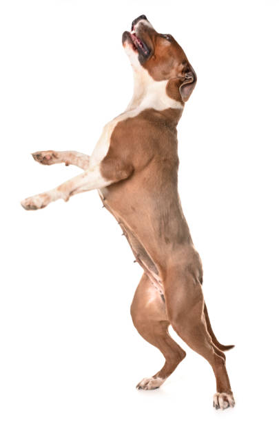 istock american staffordshire terrier 945671524