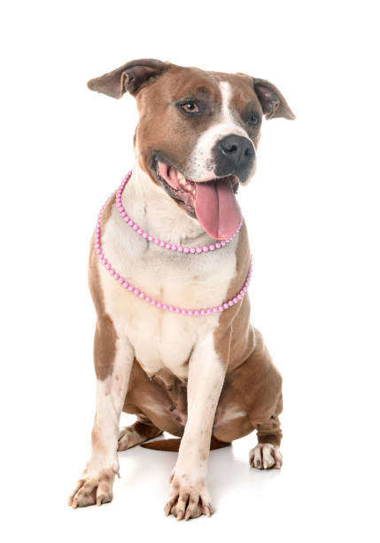 istock american staffordshire terrier 945671706