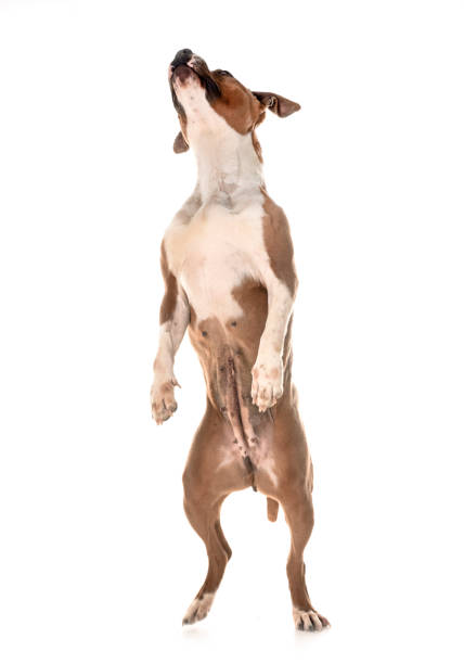 istock american staffordshire terrier 945671790