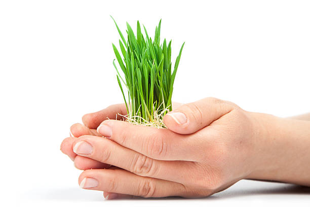 istock Women hands protect sprouts green grass 94567418