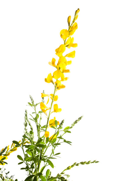 istock genista maderensis 945675040