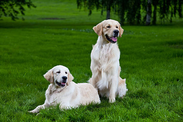 istock Two golden retriever green grass 94567619