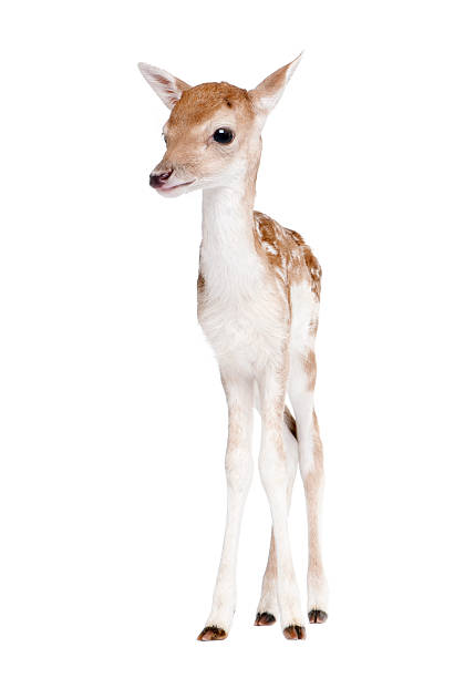 istock Fallow Deer Fawn  standing against white background 94567740