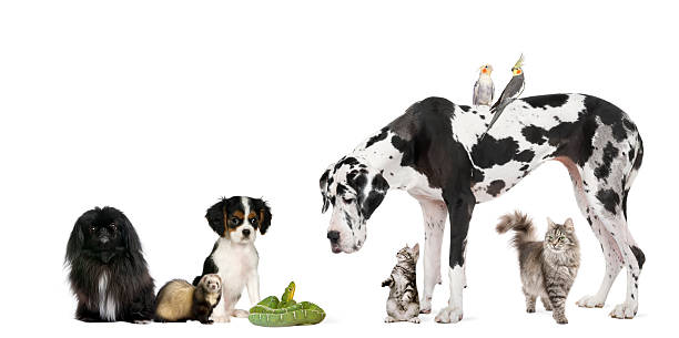 istock Variety group of pets against a white background 94567747
