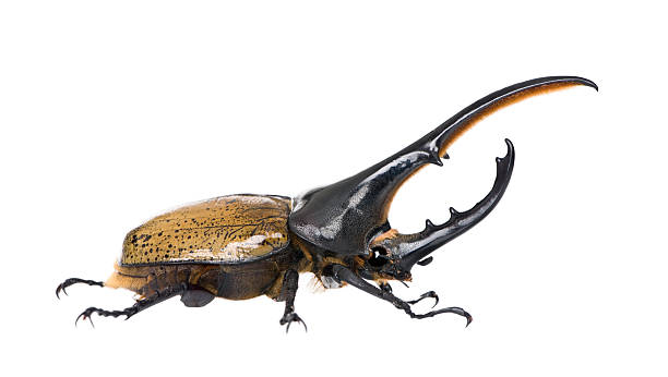 macho adulte) escarabajo hércules contra fondo blanco - rhinoceros beetles fotografías e imágenes de stock