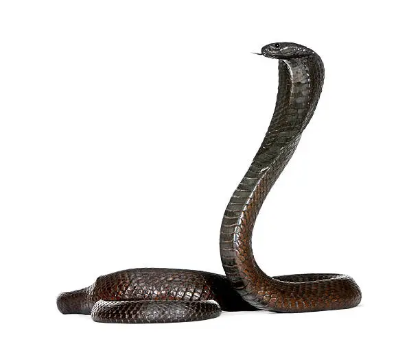 Photo of Egyptian Cobra, in front of a white background, studio shot