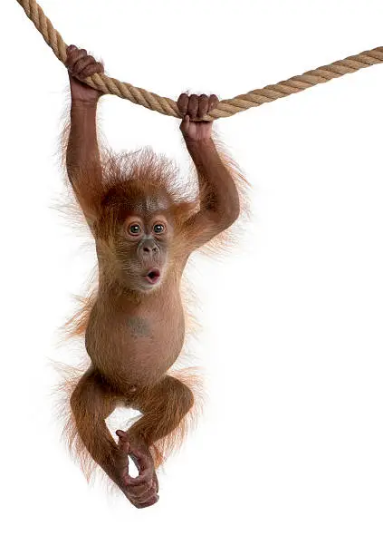 Photo of Baby Sumatran Orangutan hanging on rope against white background