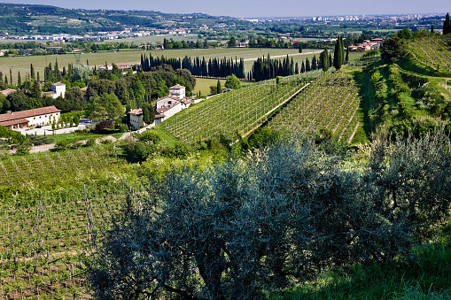 Landscape of the Veneto region, Valpolicella area, Italy