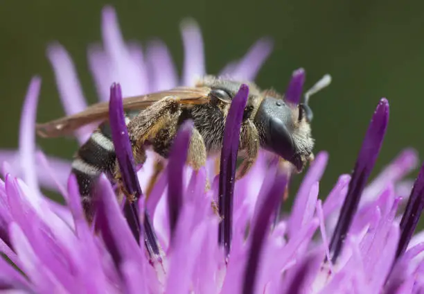 Closeup of a downland furrow-bee, Halictus compressus on knapweed.