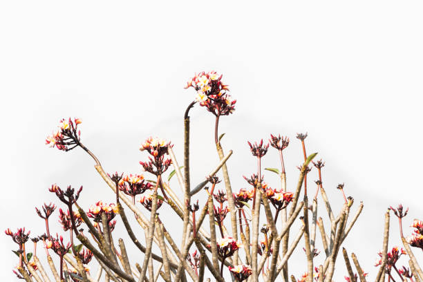 istock branch pink frangipani 945691290