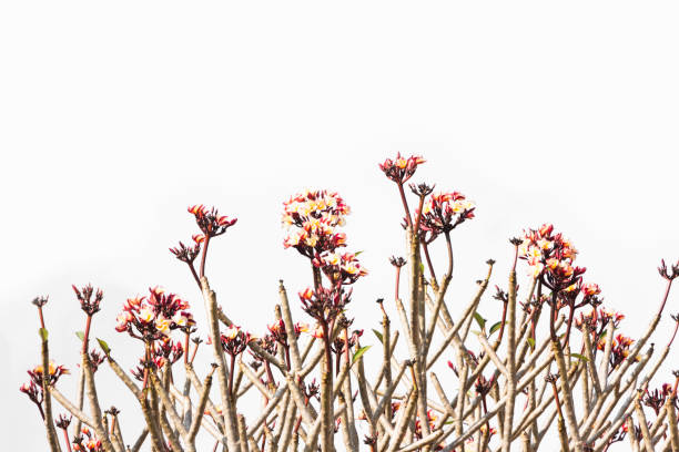 istock branch pink frangipani 945691314