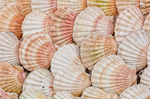 Backgrounds formed with a group of scallop shell