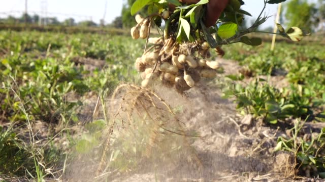 Harvesting peanut in the field Slow motion