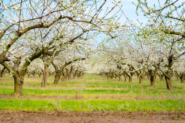 istock Garden with majestically blossoming large trees on a fresh green lawn 945696468