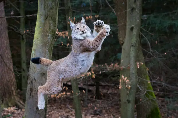 A picture from a lynx.