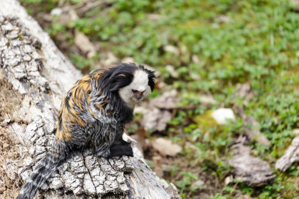 Callithrix geoffroyi, white-headed marmoset white-headed marmoset (Callithrix geoffroyi), also known as the tufted-ear marmoset, Geoffroy's marmoset, or Geoffrey's marmoset callithrix geoffroyi stock pictures, royalty-free photos & images