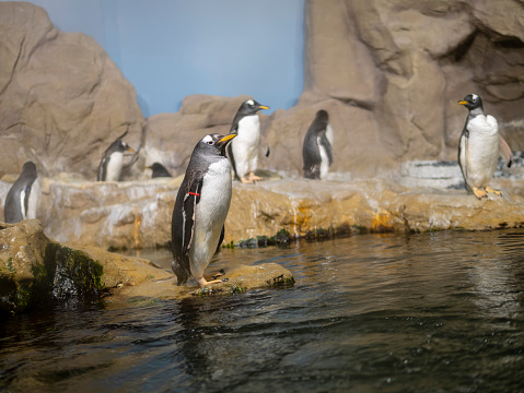 very nice penguin in aquarium in italy