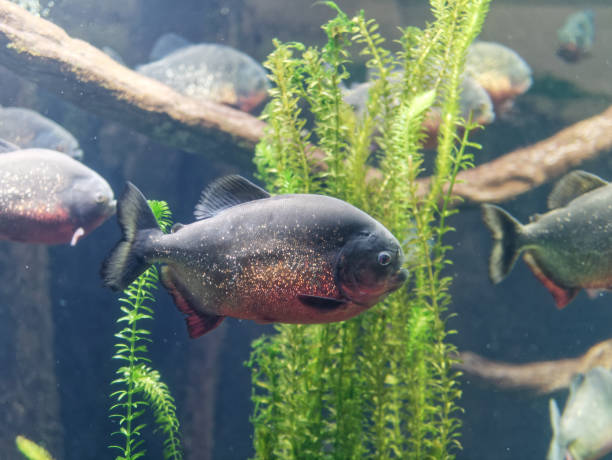 istock Closeup underwater of red Piranha 945721562