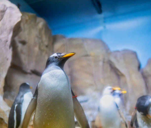 istock very nice penguin in aquarium 945721574