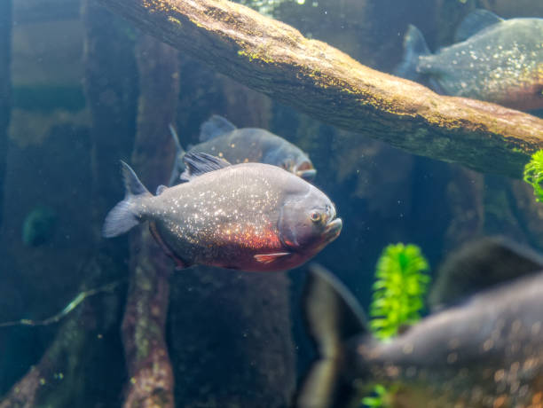 istock Closeup underwater of red Piranha 945721610