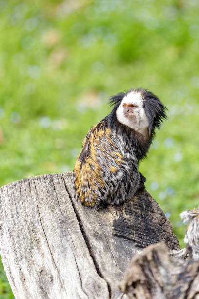 Callithrix geoffroyi, white-headed marmoset white-headed marmoset (Callithrix geoffroyi), also known as the tufted-ear marmoset, Geoffroy's marmoset, or Geoffrey's marmoset callithrix geoffroyi stock pictures, royalty-free photos & images