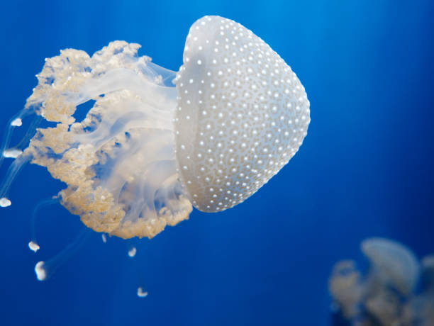detail of jellyfish in aquarium - box jellyfish imagens e fotografias de stock