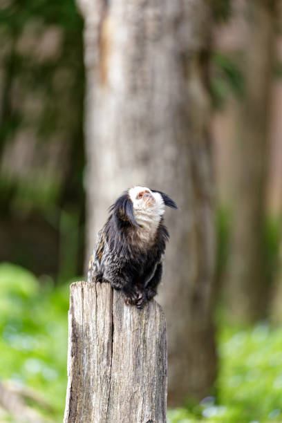 Callithrix geoffroyi, white-headed marmoset white-headed marmoset (Callithrix geoffroyi), also known as the tufted-ear marmoset, Geoffroy's marmoset, or Geoffrey's marmoset callithrix geoffroyi stock pictures, royalty-free photos & images