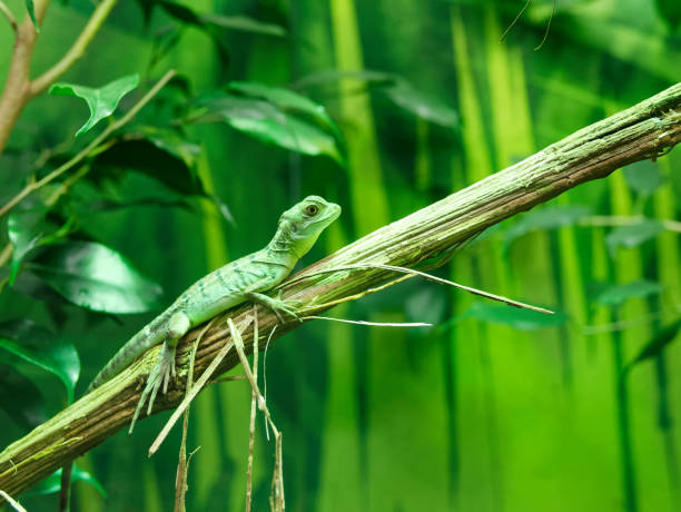 detail der grünen geco - chameleon africa rainforest leaf stock-fotos und bilder