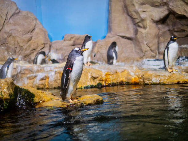 very nice penguin in aquarium