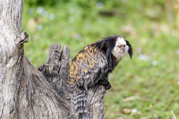 Callithrix geoffroyi, white-headed marmoset white-headed marmoset (Callithrix geoffroyi), also known as the tufted-ear marmoset, Geoffroy's marmoset, or Geoffrey's marmoset callithrix geoffroyi stock pictures, royalty-free photos & images