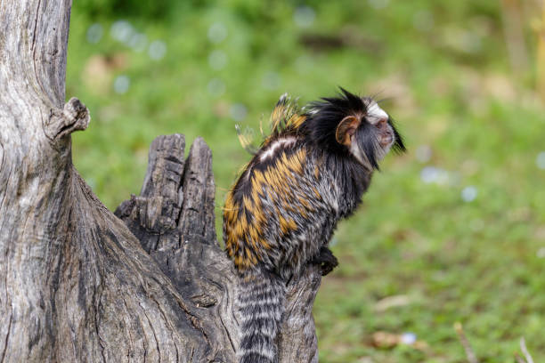 Callithrix geoffroyi, white-headed marmoset white-headed marmoset (Callithrix geoffroyi), also known as the tufted-ear marmoset, Geoffroy's marmoset, or Geoffrey's marmoset callithrix geoffroyi stock pictures, royalty-free photos & images