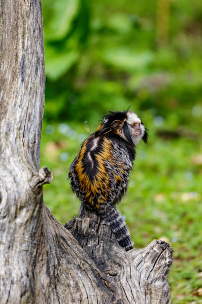 Callithrix geoffroyi, white-headed marmoset white-headed marmoset (Callithrix geoffroyi), also known as the tufted-ear marmoset, Geoffroy's marmoset, or Geoffrey's marmoset callithrix geoffroyi stock pictures, royalty-free photos & images